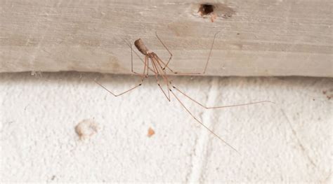How to get rid of daddy long legs - About. The cellar spider, also known as the daddy long-legs spider, is almost only ever found indoors, where they benefit from a warm, stable temperature. Cellar spiders spin loose, messy webs in the corners of rooms, usually where the wall meets the ceiling. They feed on any insects they can find within a home, but will also hunt other spiders ...